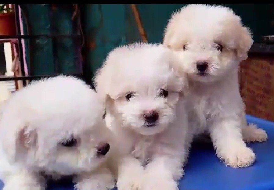 Buy Vaccinated  Maltese Puppy from Ahmedabad
